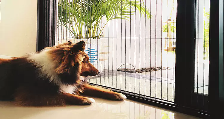 Sliding Screen Pet Door Repair in Hialeah, FL