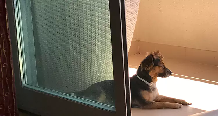 French Door Pet Screen Repair in Hialeah, FL